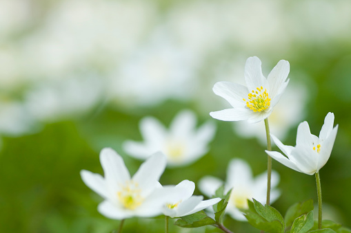 A vibrant and colorful scene of natural beauty, featuring wood anemones growing in the grass
