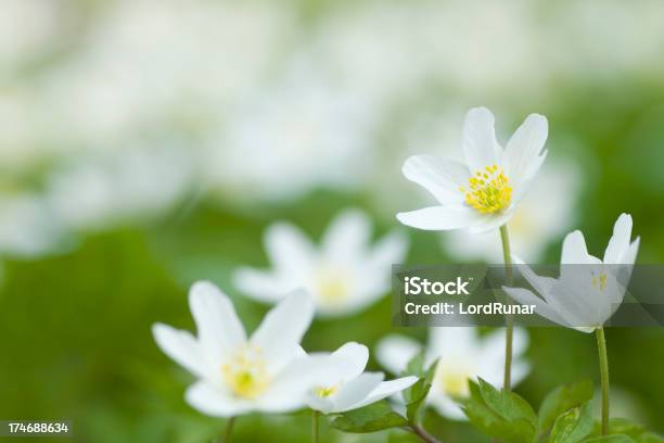 Anémona Dos Bosques - Fotografias de stock e mais imagens de Anémona dos bosques - Anémona dos bosques, Flor, Primavera - Estação do ano