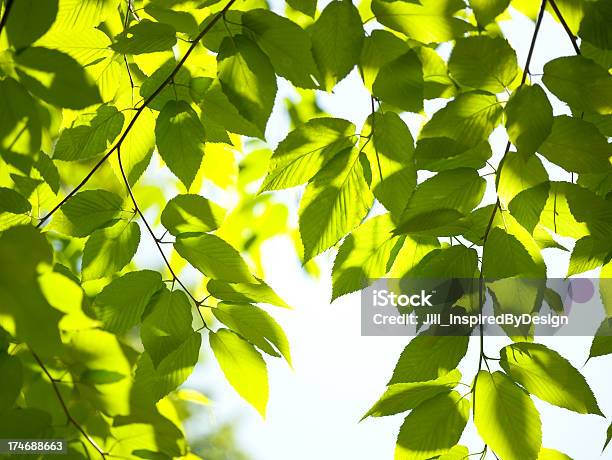 ミヤマ葉太陽の光 - アメリカブナのストックフォトや画像を多数ご用意 - アメリカブナ, 樹木, カラー画像