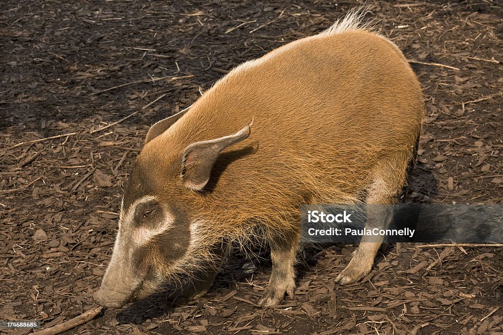 Red River Hog - Lizenzfrei Buschland Stock-Foto