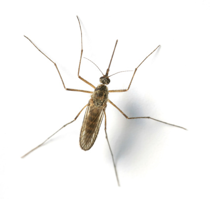 Adult Fungus Gnat of the Family Mycetophilidae