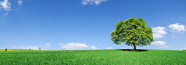 istock Landscape - Lonely tree on green field 174688809