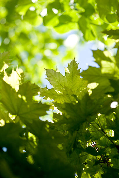 istock Oak tree leaves in the sun 174688837