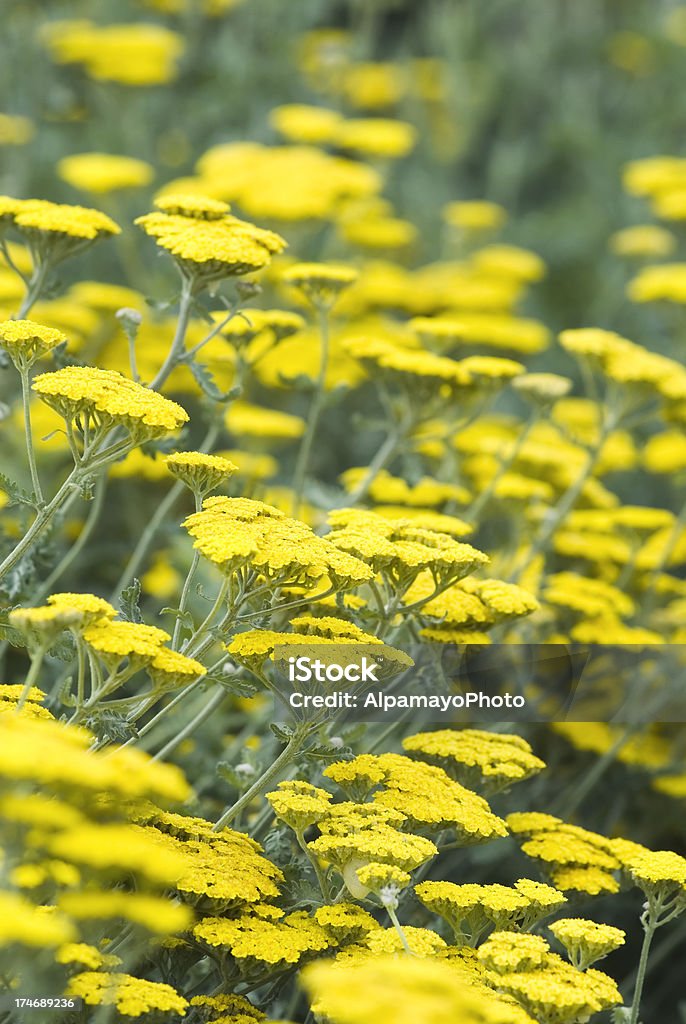 Millefeuille fleurs (Achillea millefolium)-II - Photo de Millefeuille libre de droits