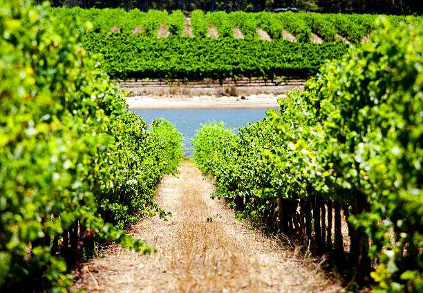 vineyard - california napa valley vineyard farmhouse stock-fotos und bilder