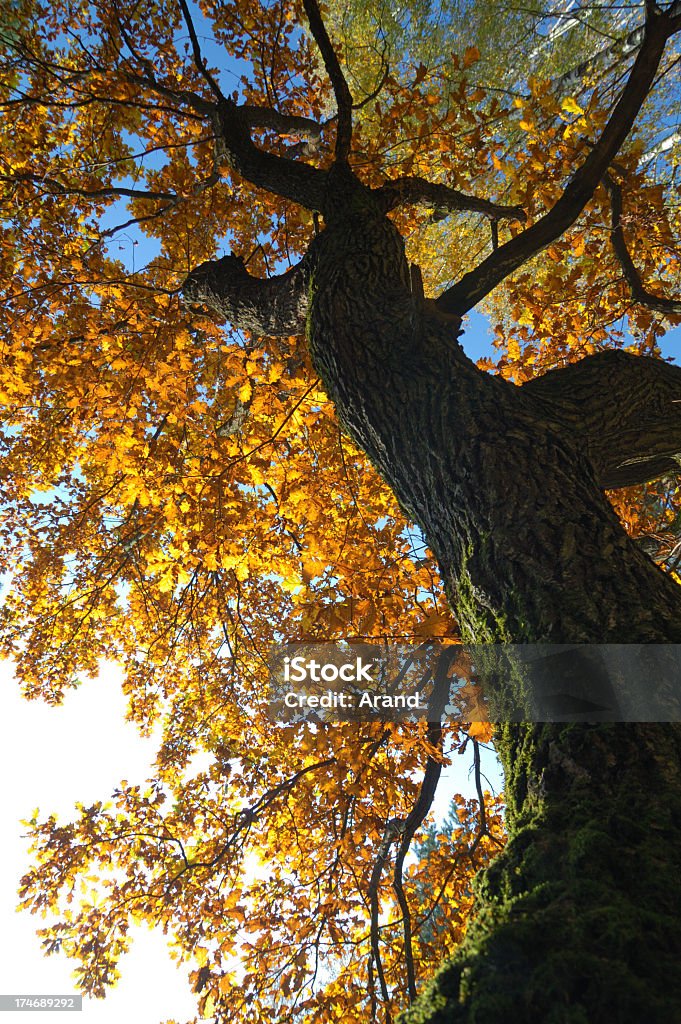 oak tree - Lizenzfrei Blatt - Pflanzenbestandteile Stock-Foto
