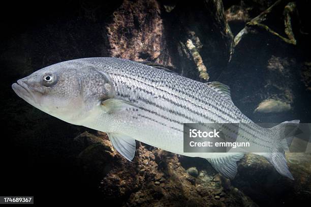 Swimming Striped Bass Stock Photo - Download Image Now - Animal, Animals In The Wild, Fish