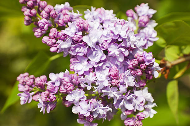 istock Lilac # 3 XXXL 174689465