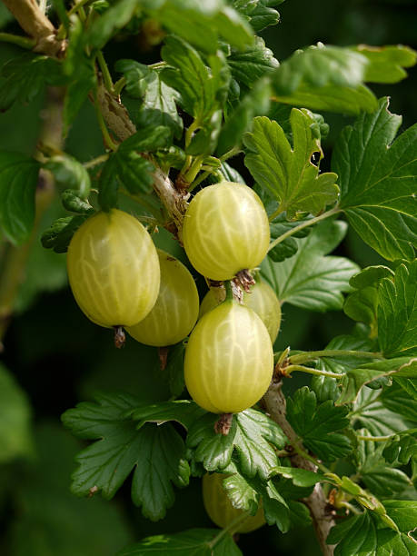 frische gooseberries ripening auf die bush mit sommer sonne - gooseberry fruit growth green stock-fotos und bilder