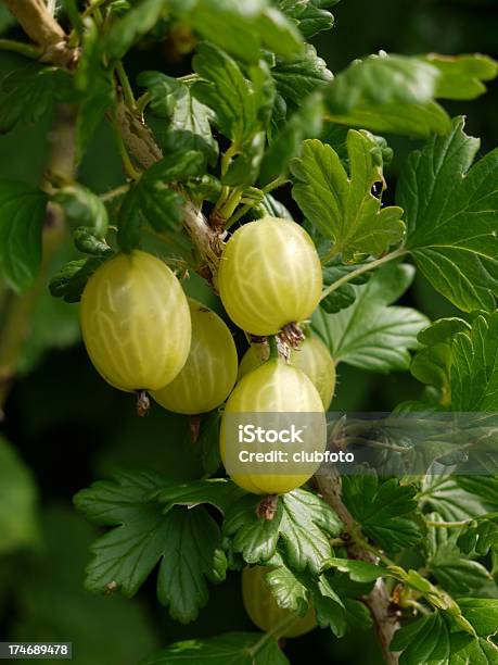 Fresh Gooseberries La Maturazione Sul Cespuglio Con Sole Estivo - Fotografie stock e altre immagini di Cibi e bevande