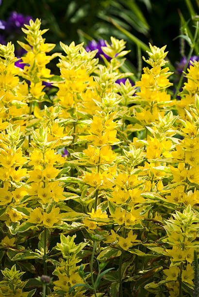 lysimaque (lysimachia punctata)-iv - punctata photos et images de collection