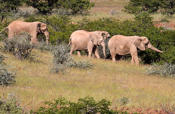 象の砂漠、ナミビアの一団対応 - damaraland ストックフォトと画像