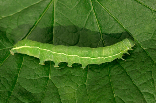 The green caterpillar creeps on the green leaf.