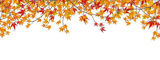 automne érable branches panoramique - japanese maple leaf autumn abstract photos et images de collection
