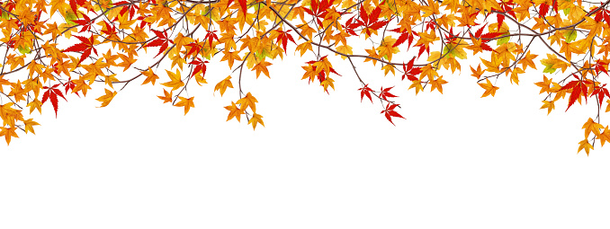 Colorful autumn branches on white background.