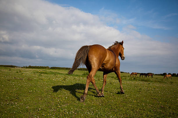 chestnut horse trotting away from camera