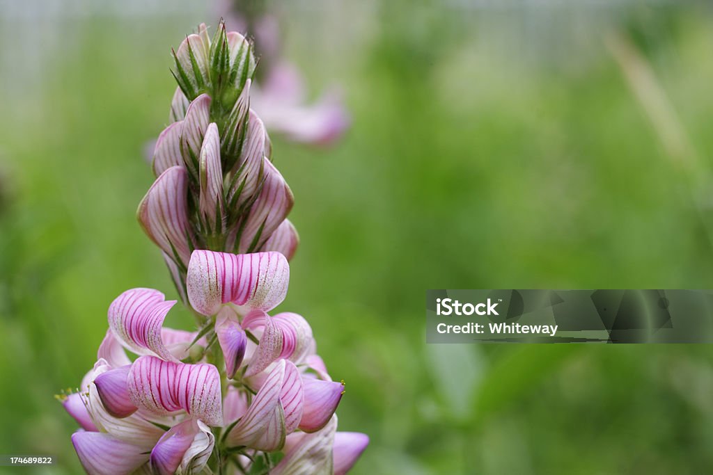 Sainfoin Onobrychis viciifolia delicadas flores de rosa guisante primer plano - Foto de stock de Aire libre libre de derechos