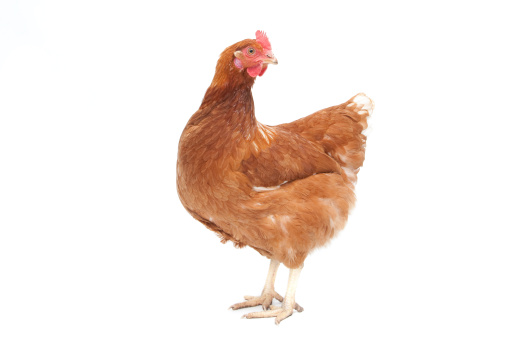brown free range hen isolated on a white background