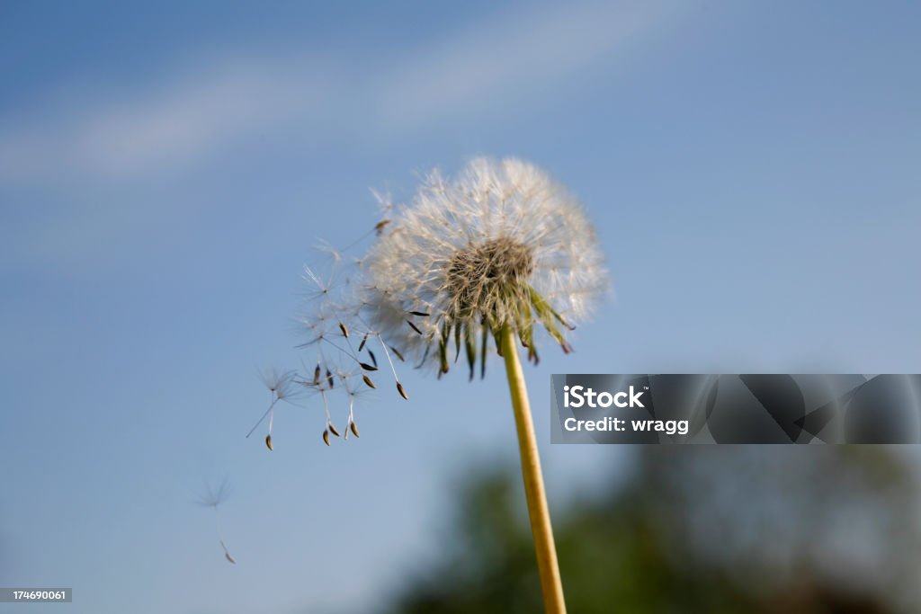 Semillas de diente de león - Foto de stock de Aire libre libre de derechos