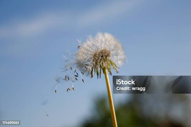 Photo libre de droit de Graines De Pissenlit banque d'images et plus d'images libres de droit de Bleu - Bleu, Ciel, Croissance