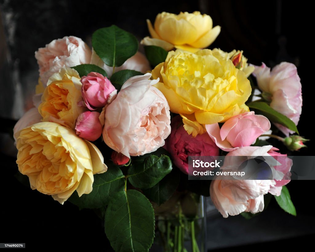 Sommer Rosen - Lizenzfrei Rose Stock-Foto