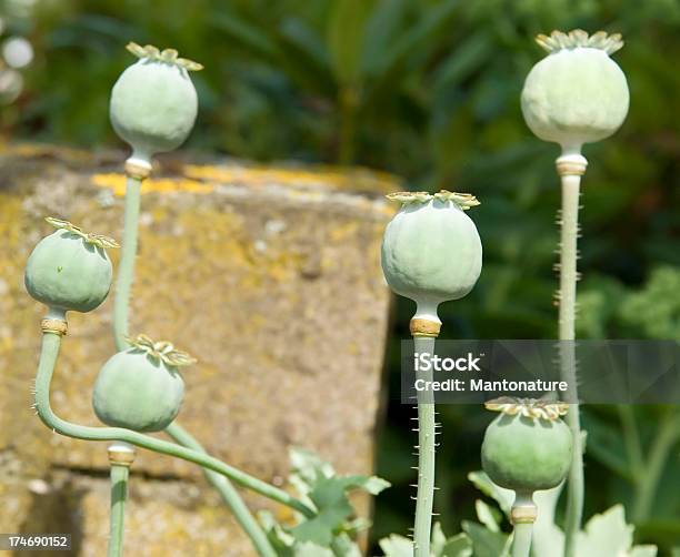 Photo libre de droit de Pavot À Opium Gousse banque d'images et plus d'images libres de droit de Beauté de la nature - Beauté de la nature, Cosse, Couleur verte