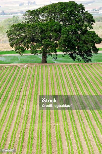 한 트리 및 농장 필드 0명에 대한 스톡 사진 및 기타 이미지 - 0명, 곡초류, 나무