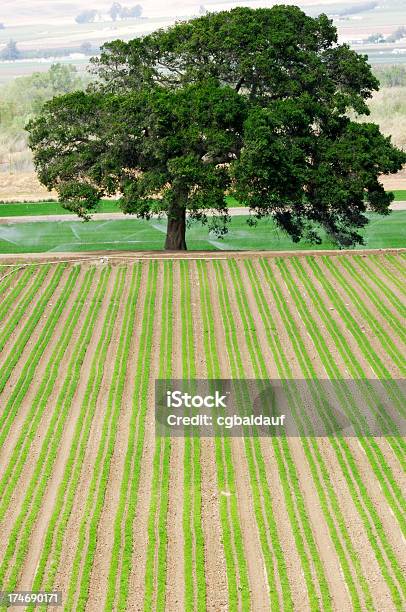 Uma Árvore E Campo De Exploração - Fotografias de stock e mais imagens de Agricultura - Agricultura, Alface, Ao Ar Livre