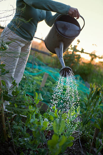 istock Watering the Vegetable Garden at Sunset 174690206