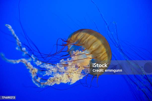 Photo libre de droit de Ortie De Mer banque d'images et plus d'images libres de droit de Animal invertébré - Animal invertébré, Animaux à l'état sauvage, Au fond de l'océan