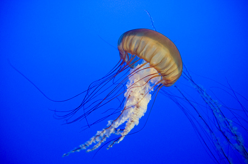 A single sea nettle jellyfish.Here are some similar images: