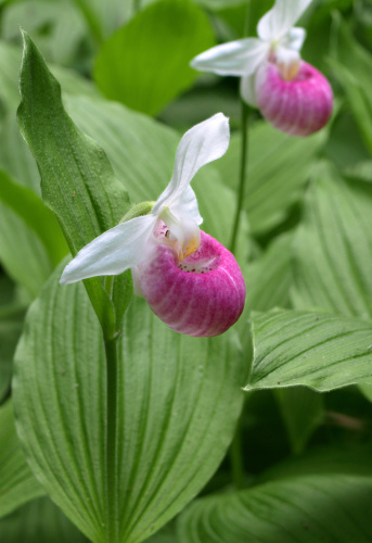 Close up of a pink Lady Slipper flower with flower and greenery in the background