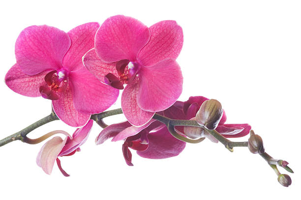 istock Beautiful pink orchid on white 174690391