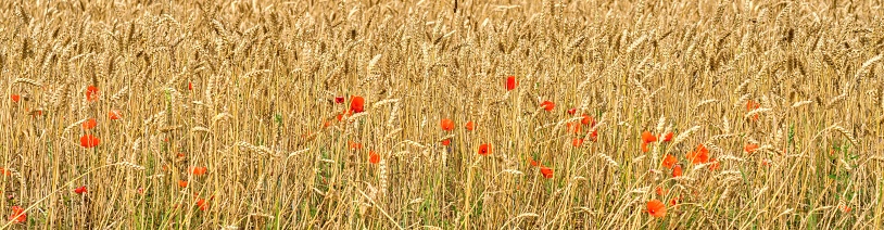 Panoramic photography. Rye field. Poppies among ears of wheat. Positive photo. Selective focus.