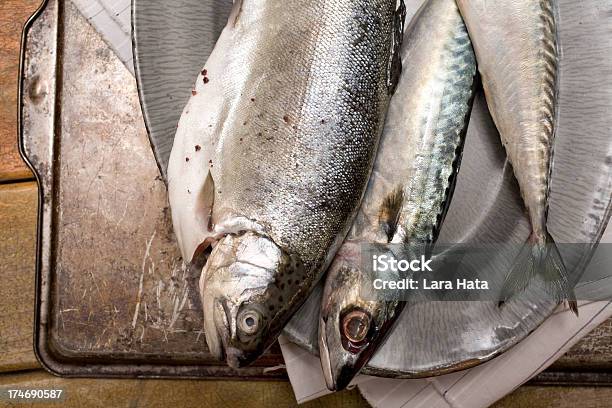 Trzy Ryby - zdjęcia stockowe i więcej obrazów Łowienie ryb - Łowienie ryb, Aranżacja, Bez ludzi