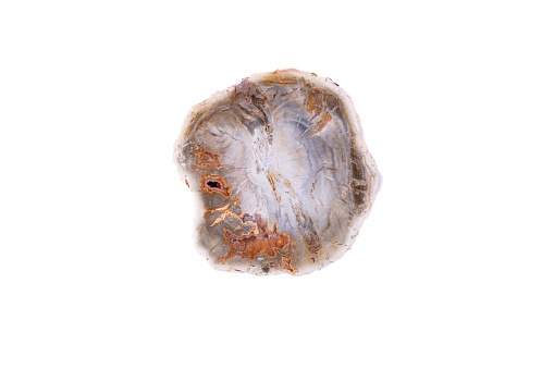 agate, quartz geode in petrified wood macro detail white isolated background. close-up polished semi-precious gemstone copy space