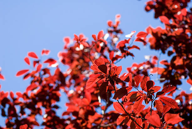istock Red leaves in the sunlight 174690779