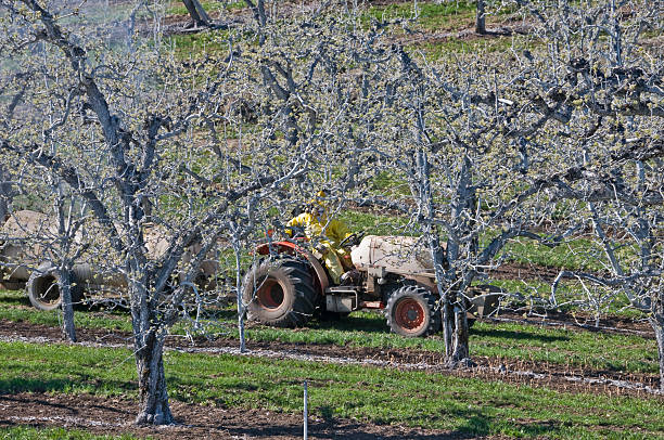 istock Man spraying insecticide in apple orchard 174690830