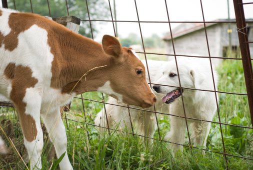 A young calf and dog greet each other between the fence.