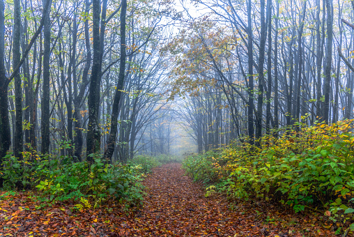 The most beautiful and vivid colors we can find in nature are in the fall season.  Different location and elevation offer abundant enjoyment with our mother nature.