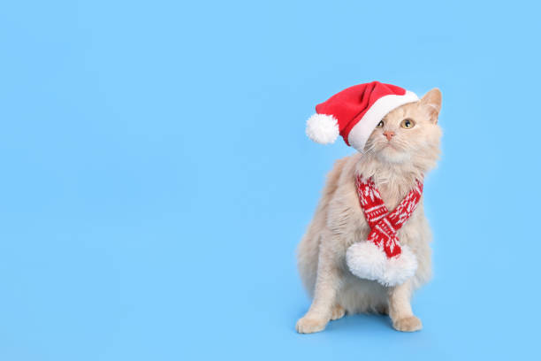 istock Christmas cat looking shocked or surprised. 1746910175