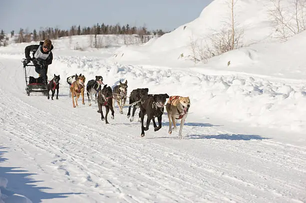 A racer pushed hard for the finish line at this dogsled race in Yellowknife, Northwest Territories, Canada.  Click to view similar images.