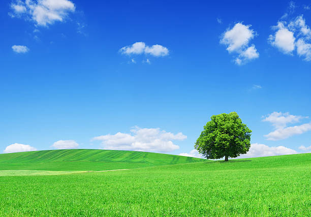 istock Landscape - Lonely tree on green field 174691080
