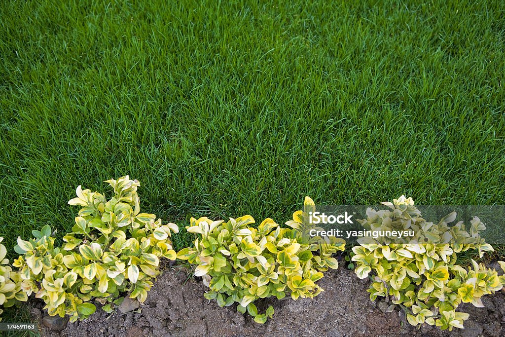 Flor de jardinería - Foto de stock de Aire libre libre de derechos