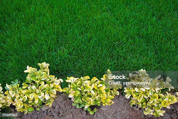 Flor De Jardinería Foto de stock y más banco de imágenes de Aire libre - Aire libre, Alto - Descripción física, Amarillo - Color