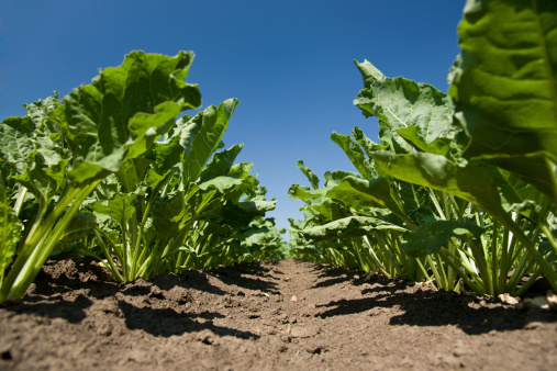 Sugar beets with blue sky