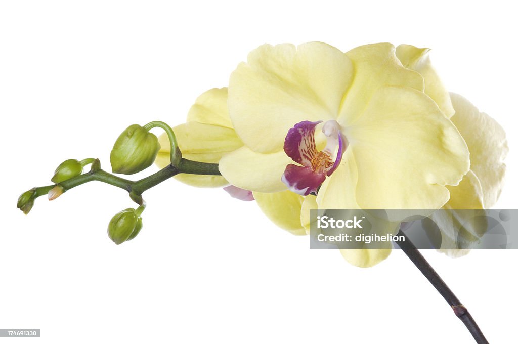 Bellissima Orchidea gialli su bianco. - Foto stock royalty-free di Giallo