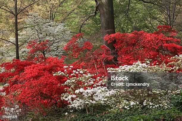 The Woodlands In Rot Und Weiß Stockfoto und mehr Bilder von Hartriegel - Hartriegel, Naturwald, Rot