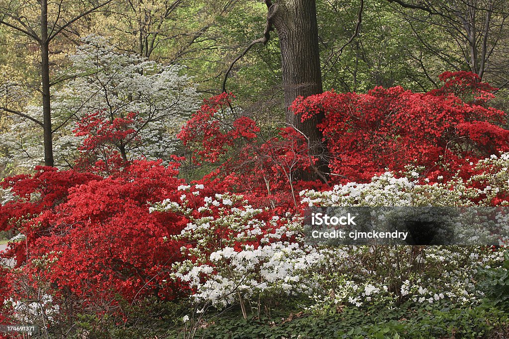 the woodlands em vermelho e branco - Royalty-free Cornus Foto de stock