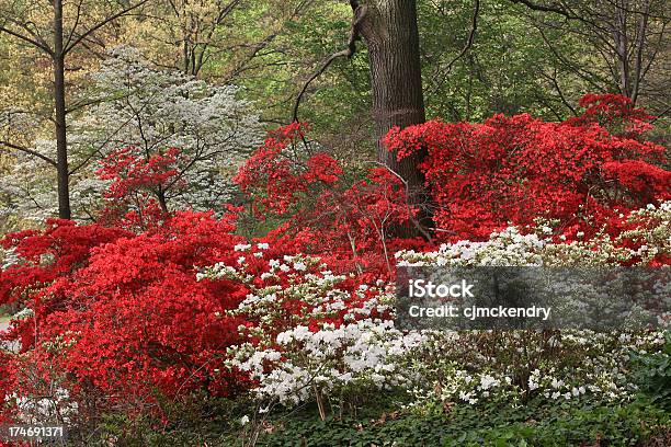 The Woodlands Em Vermelho E Branco - Fotografias de stock e mais imagens de Cornus - Cornus, Mata, Vermelho